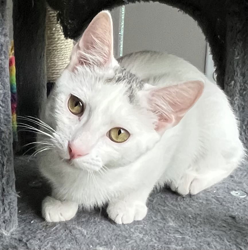 adoptable Cat in Sussex, NJ named KITTEN WHIT