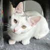 adoptable Cat in sussex, NJ named KITTEN WHIT