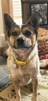 adoptable Dog in sussex, NJ named MAGGIE MAE