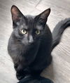 adoptable Cat in sussex, NJ named KITTEN SALEM