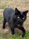 adoptable Cat in sussex, NJ named NAMI