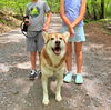 adoptable Dog in sussex, NJ named TEDDY