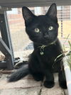 adoptable Cat in Sussex, NJ named KITTEN CHUNKY