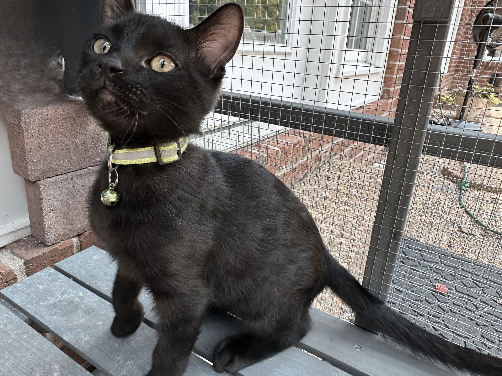 adoptable Cat in Sussex, NJ named KITTEN SHADOW