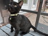 adoptable Cat in sussex, NJ named KITTEN SHADOW