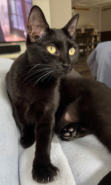 adoptable Cat in Sussex, NJ named TAYA