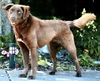 adoptable Dog in sussex, NJ named PUPPY TAFFY