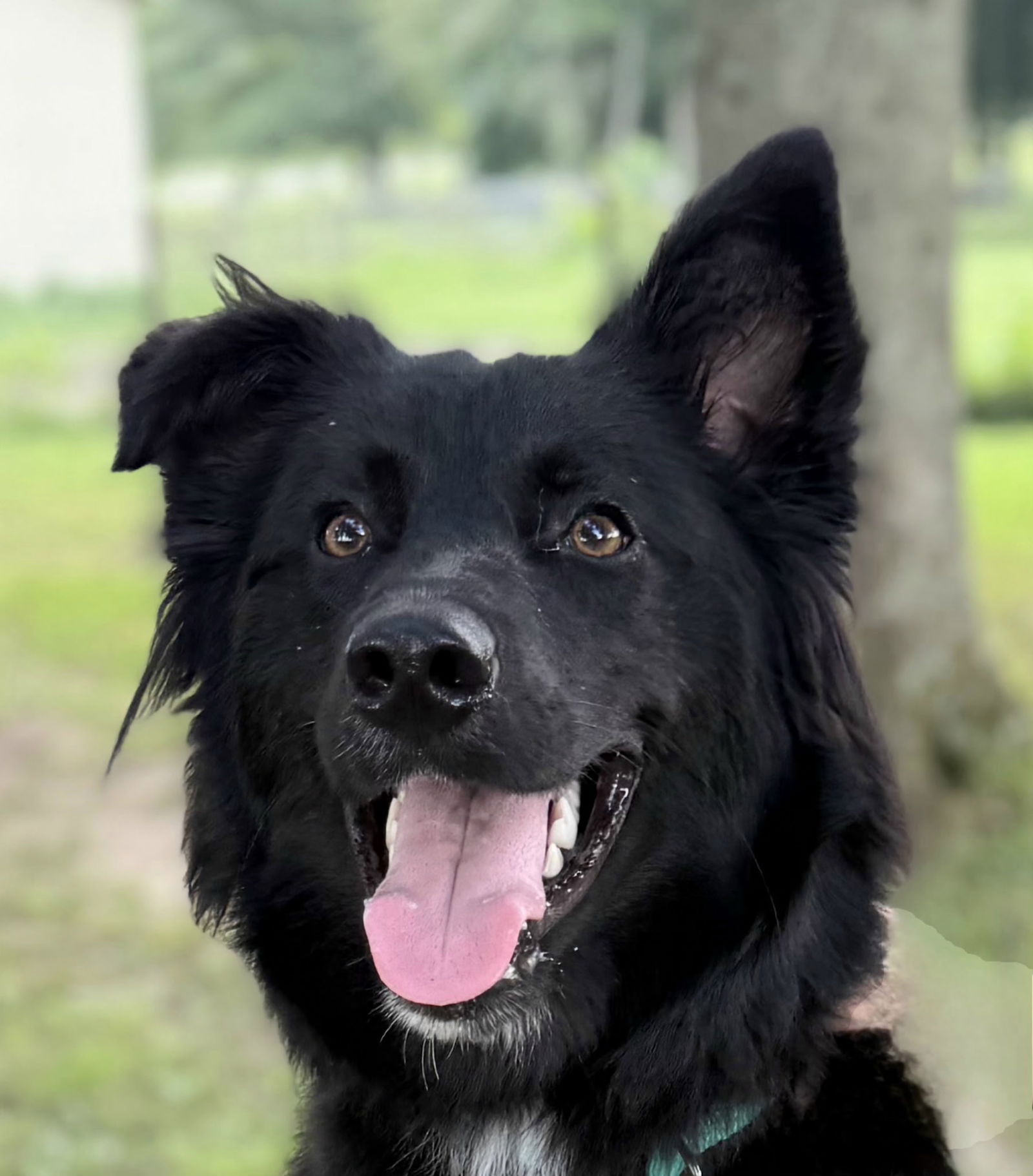 adoptable Dog in Sussex, NJ named BEAUTIFUL BONNIE