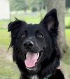 adoptable Dog in sussex, NJ named BEAUTIFUL BONNIE