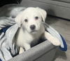 adoptable Dog in sussex, NJ named SUMMER SUNKIST GIRLS