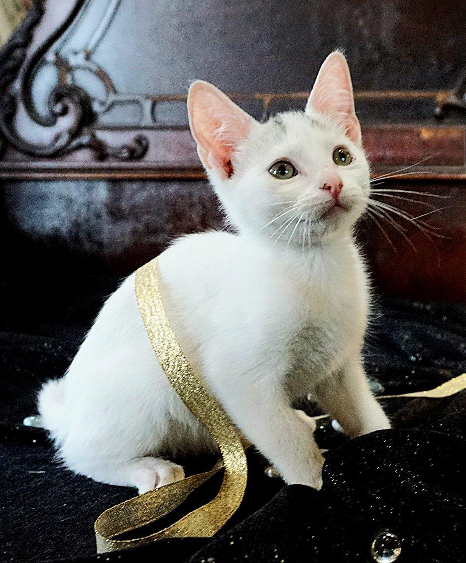 adoptable Cat in Sussex, NJ named KITTEN SLY