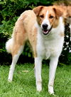 adoptable Dog in sussex, NJ named AMBER LUVS KIDS