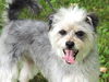 adoptable Dog in sussex, NJ named LOVEABLE LOKI