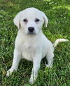 adoptable Dog in sussex, NJ named PUPPY PHOEBE