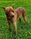 adoptable Dog in sussex, NJ named SUNNY