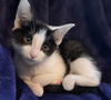 adoptable Cat in Sussex, NJ named KITTEN BEATRICE