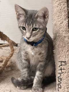 adoptable Cat in Sussex, NJ named KITTEN ALTHEA