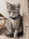 adoptable Cat in Sussex, NJ named KITTEN ALTHEA