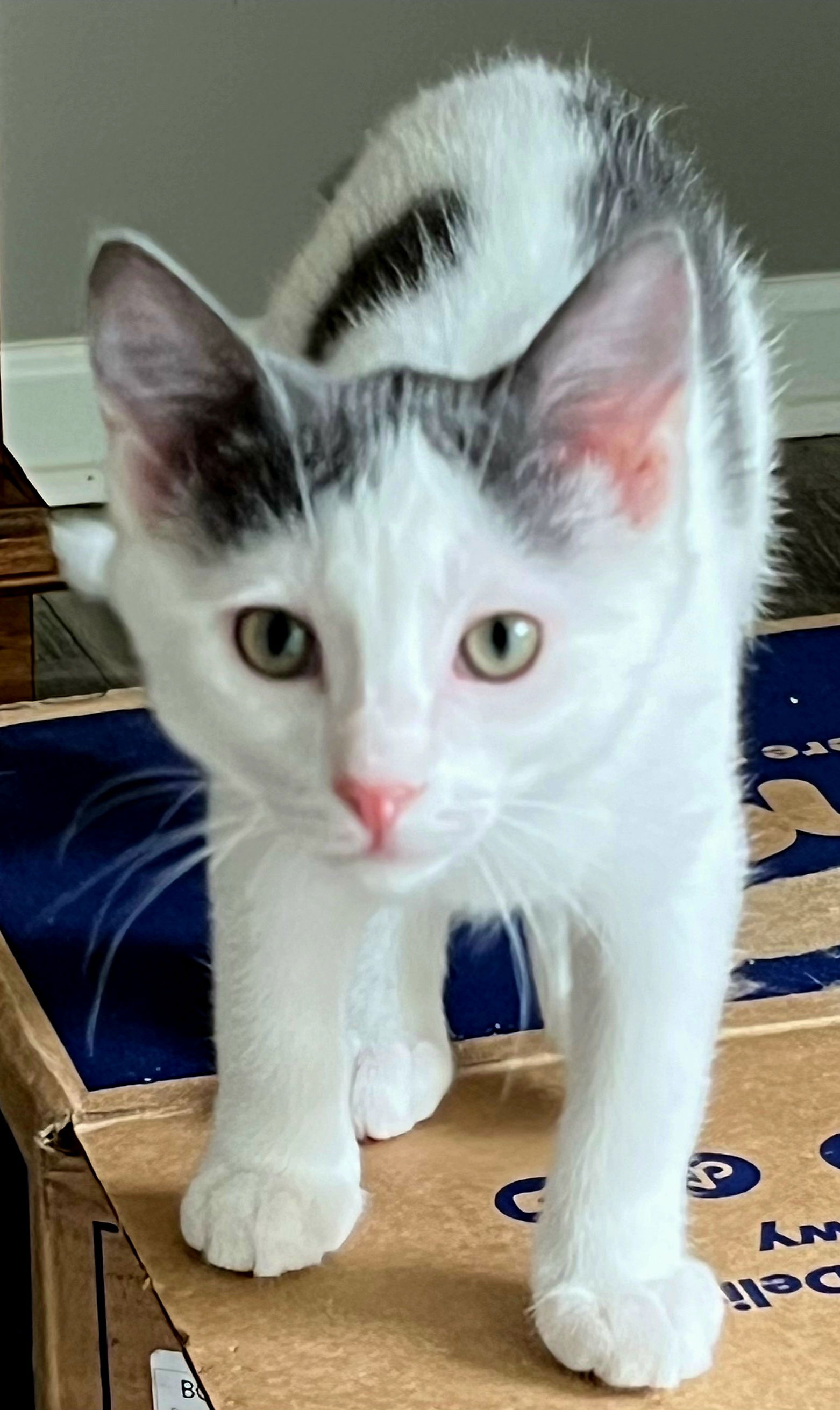 adoptable Cat in Sussex, NJ named KITTEN LONE RANGER