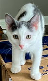 adoptable Cat in sussex, NJ named KITTEN LONE RANGER
