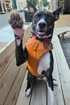 adoptable Dog in sussex, NJ named SARA