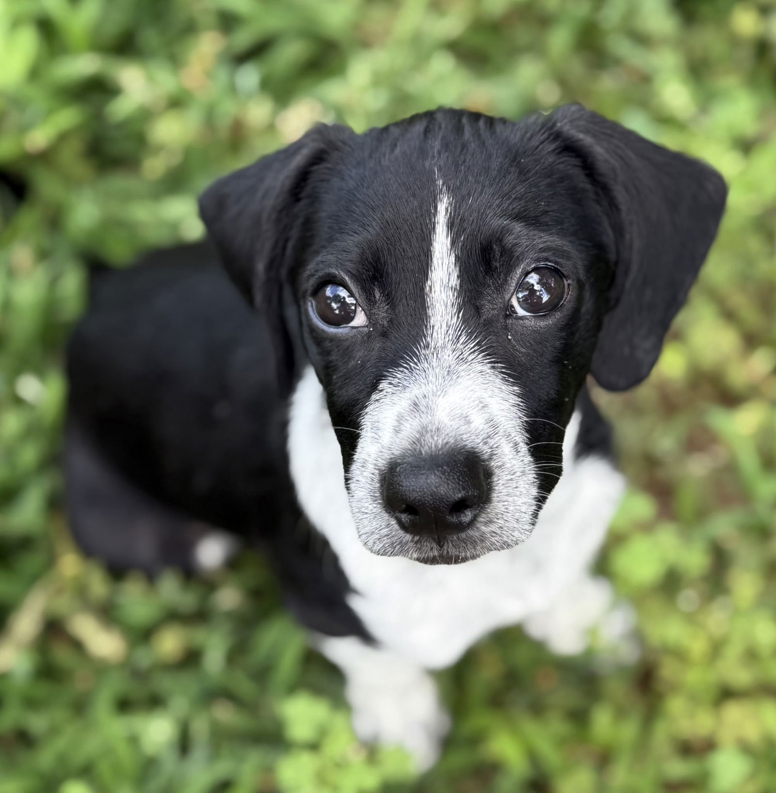 adoptable Dog in Sussex, NJ named PUPPY LITTLE MANNY