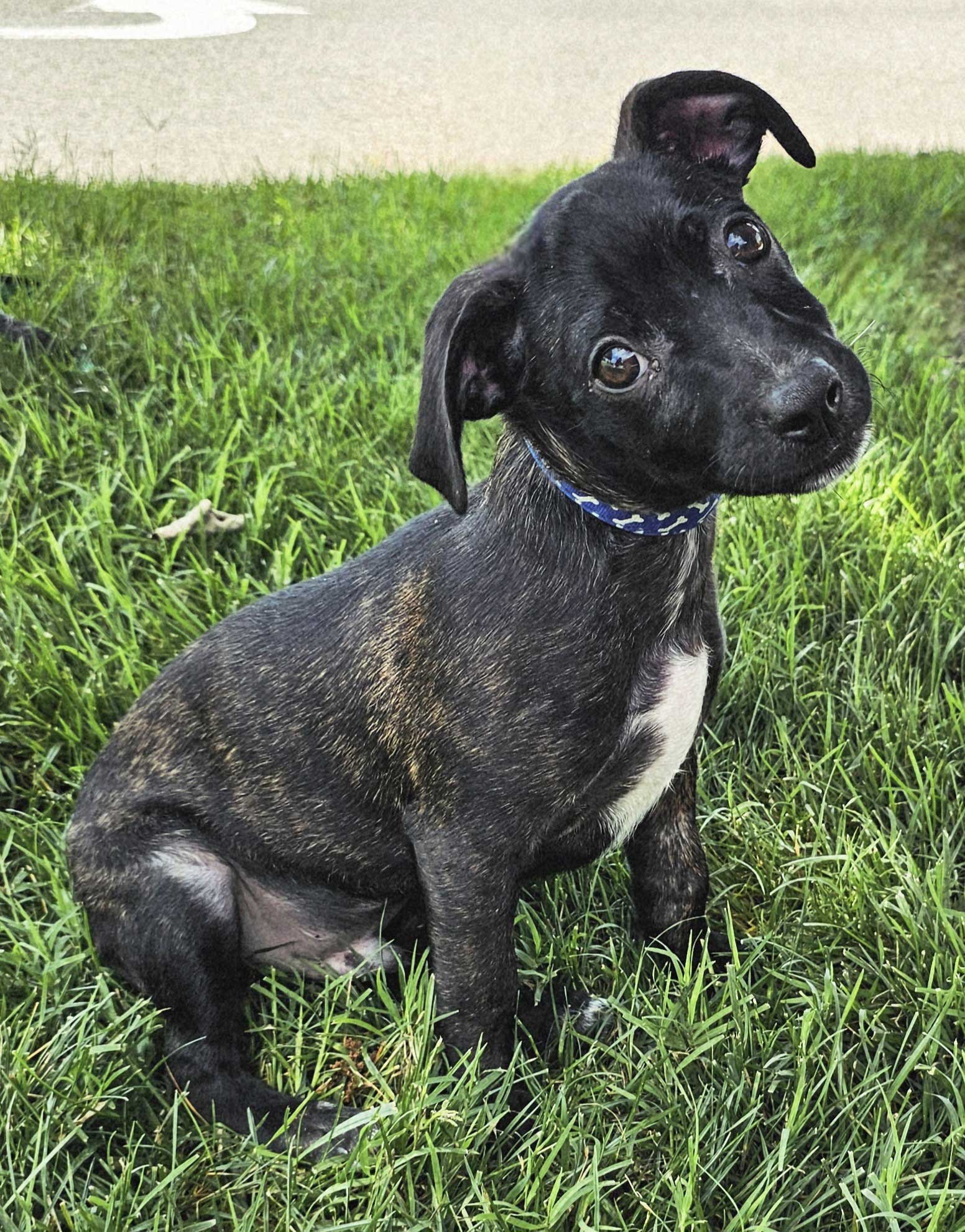 adoptable Dog in Sussex, NJ named PUPPY CAPPUCCINO