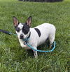 adoptable Dog in sussex, NJ named MAGIC MAUDE