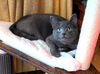 adoptable Cat in sussex, NJ named KITTY ANISE