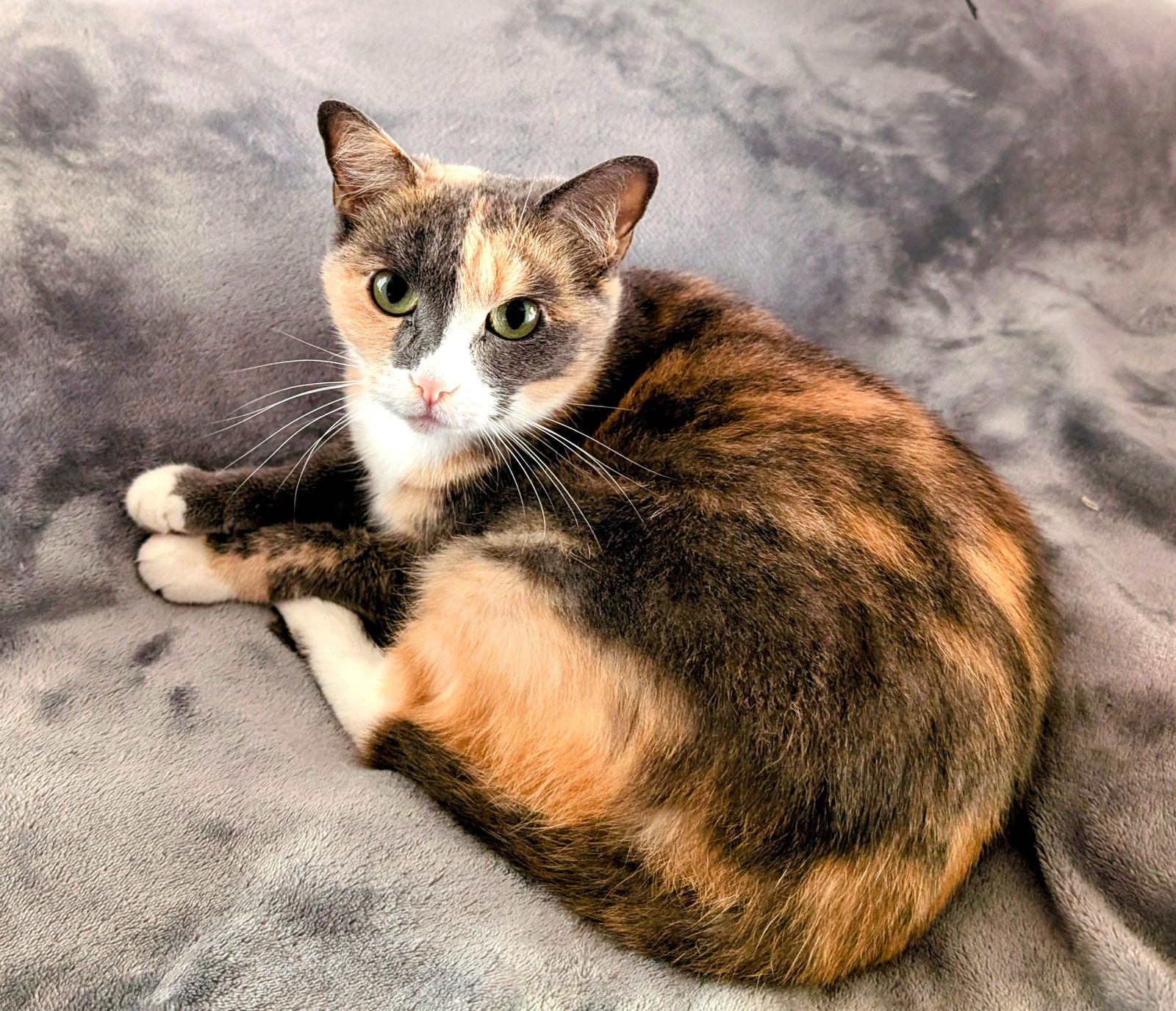 adoptable Cat in Sussex, NJ named KITTY CHARLENE