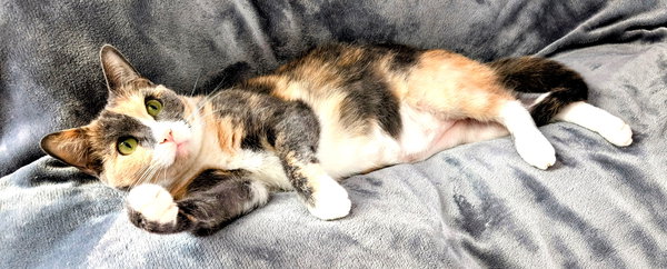 KITTY CHARLENE