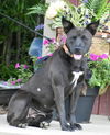 adoptable Dog in sussex, NJ named BETTY BOOP