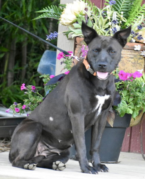 picture of the dog needing adoption