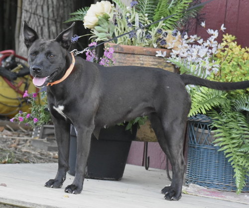 BETTY BOOP - Terrier available for adoption