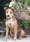 adoptable Dog in sussex, NJ named PUPPY NALA