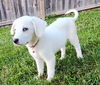 adoptable Dog in sussex, NJ named PUPPY SUGAR BABY