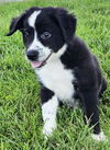 adoptable Dog in sussex, NJ named PUPPY OLIVER