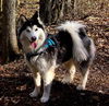 adoptable Dog in sussex, NJ named ZEVYA LUVS KIDS