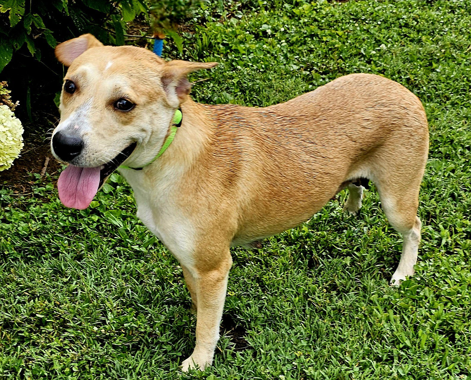 adoptable Dog in Sussex, NJ named WHITNEY