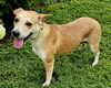 adoptable Dog in sussex, NJ named WHITNEY