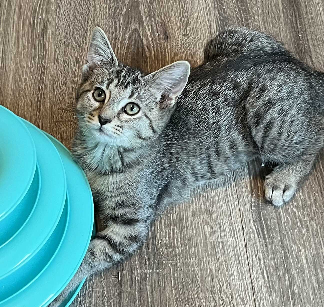adoptable Cat in Sussex, NJ named KITTEN REY