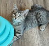 adoptable Cat in sussex, NJ named KITTEN REY