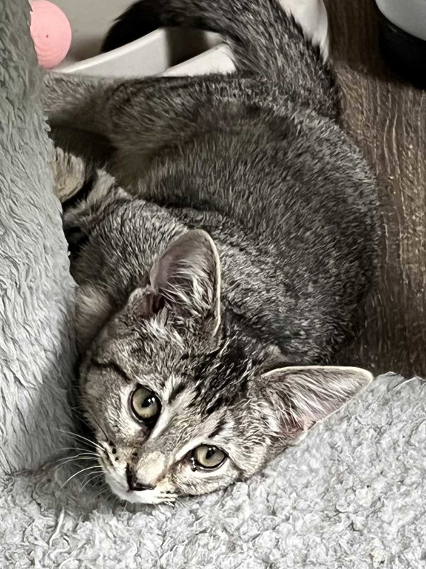 KITTEN REY