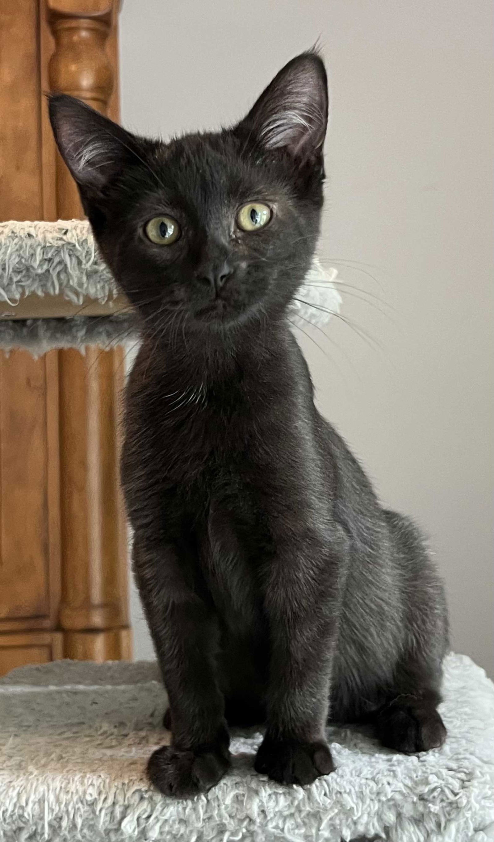 adoptable Cat in Sussex, NJ named KITTEN POE