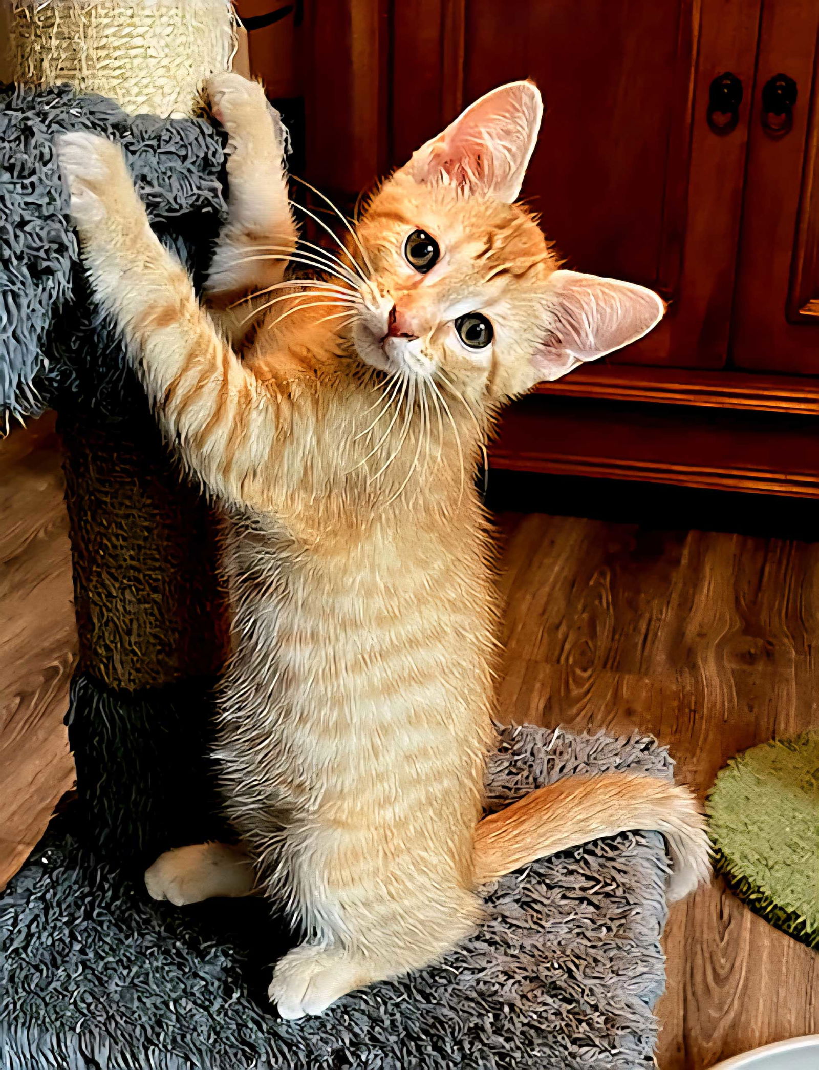 adoptable Cat in Sussex, NJ named KITTEN LANDO