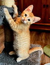 adoptable Cat in sussex, NJ named KITTEN LANDO