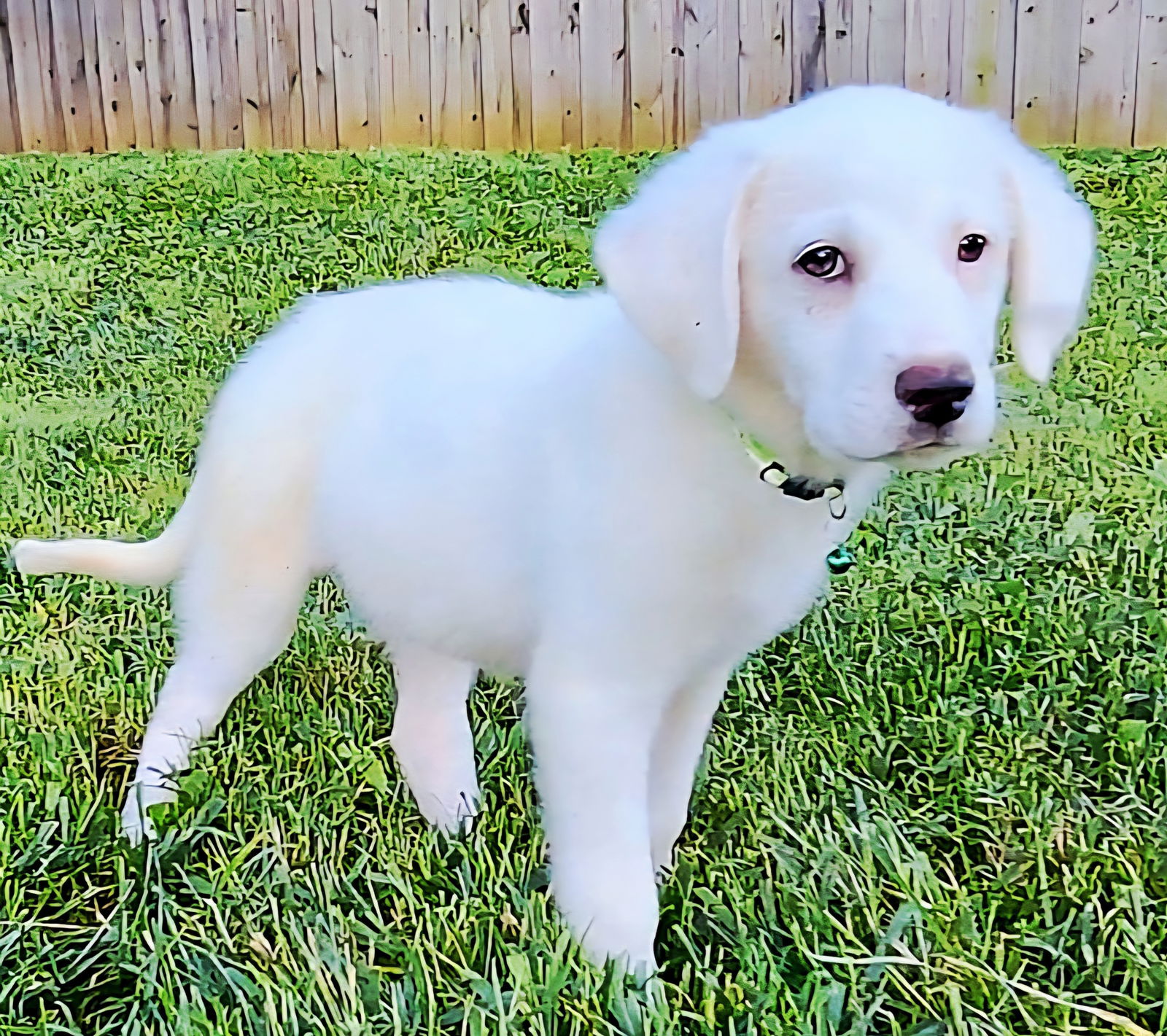 adoptable Dog in Sussex, NJ named PUPPY KIMBERLY