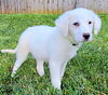 adoptable Dog in sussex, NJ named PUPPY KIMBERLY