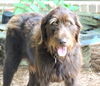 adoptable Dog in Sussex, NJ named HAPPY HERSHEY