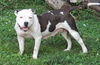 adoptable Dog in sussex, NJ named MAMA MAE